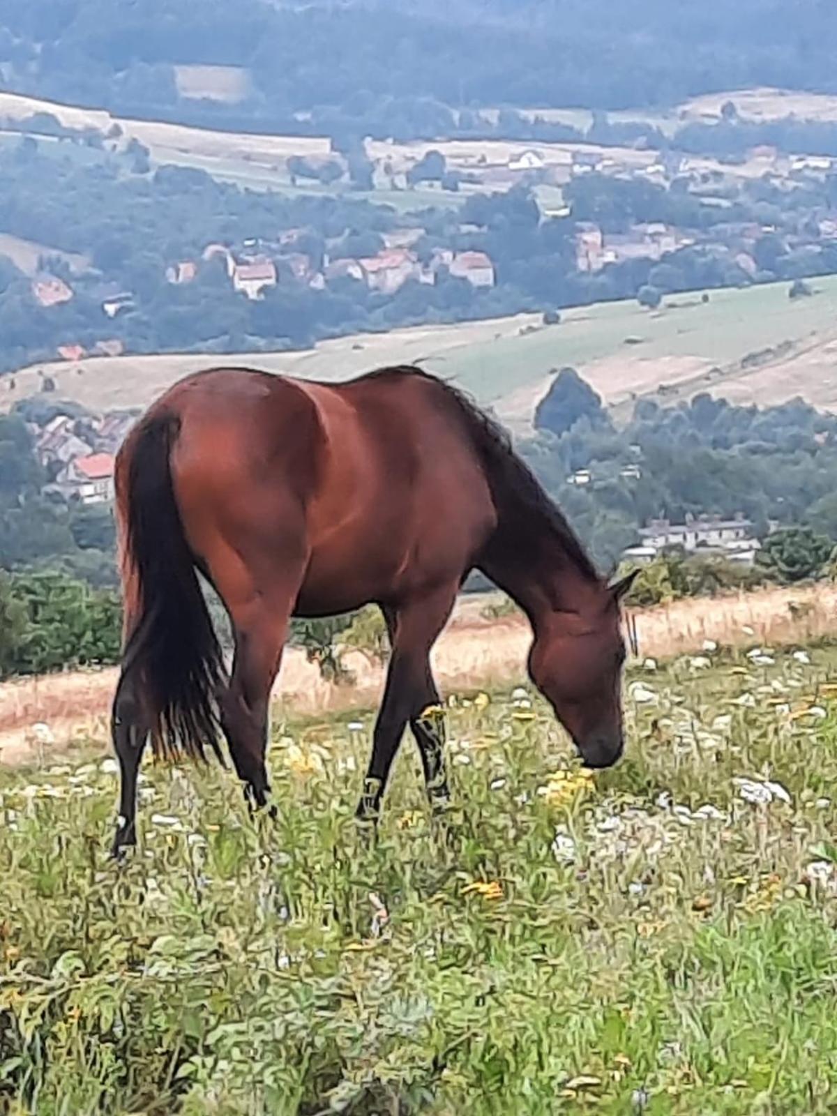 Domek Ostoja Lomnica  Bagian luar foto