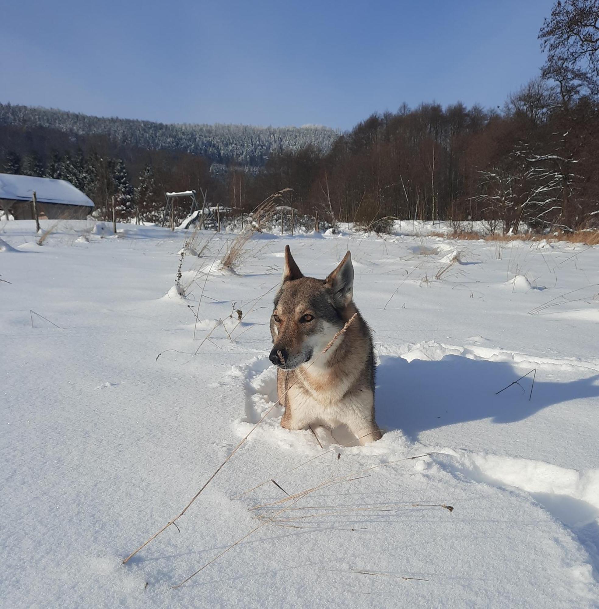 Domek Ostoja Lomnica  Bagian luar foto